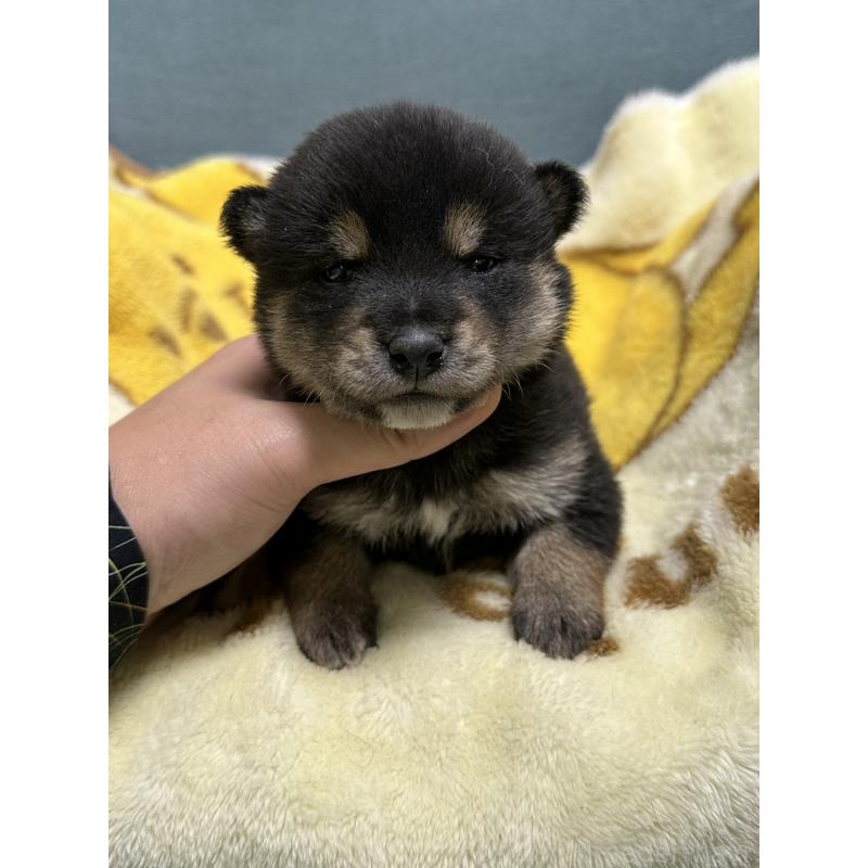 販売中の岡山県の豆柴-430593の5枚目