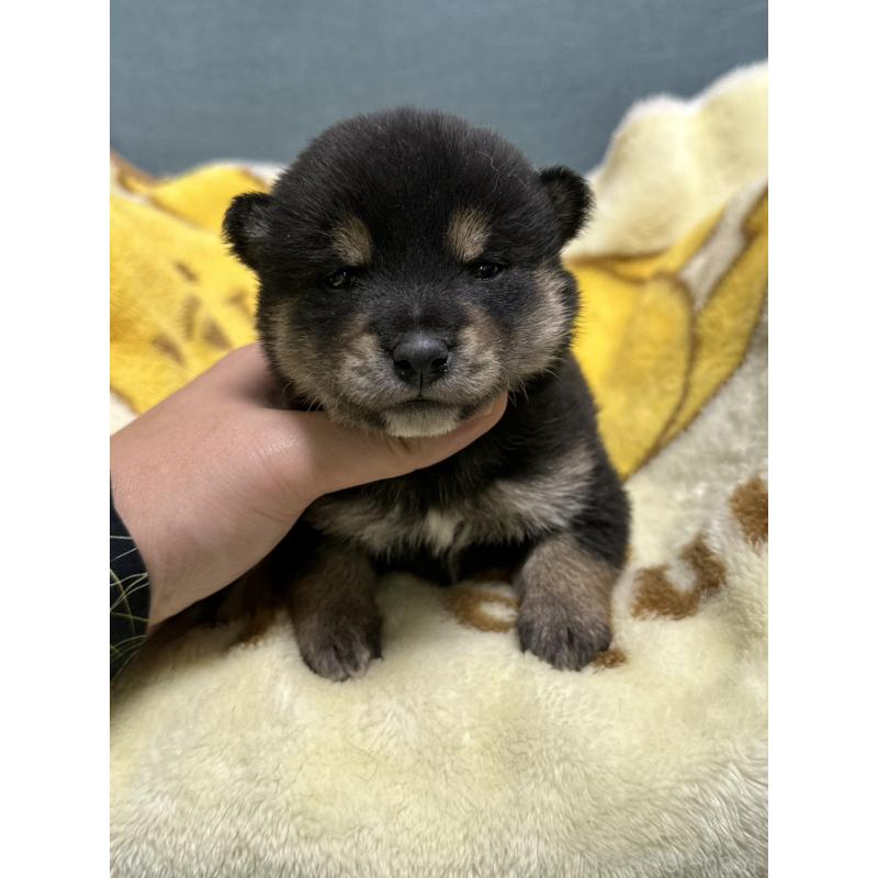 販売中の岡山県の豆柴-430593の4枚目