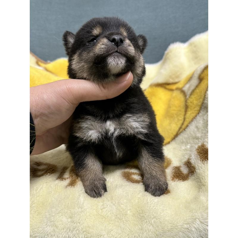 販売中の岡山県の豆柴-430593の3枚目