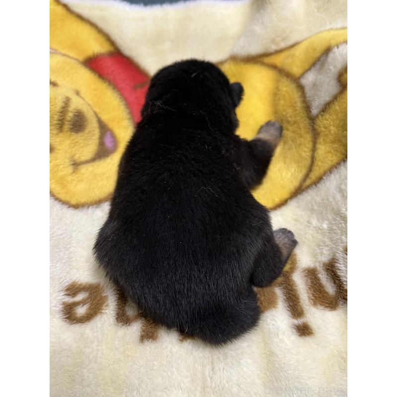 販売中の岡山県の豆柴-430593の2枚目