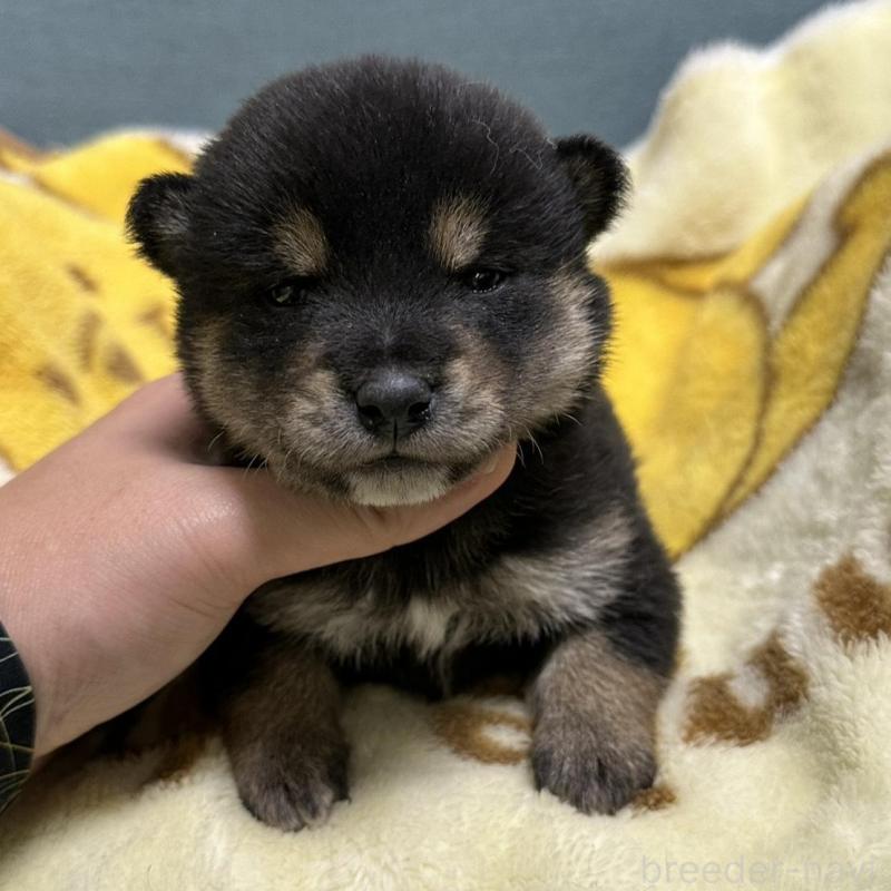 販売中の岡山県の豆柴-430593