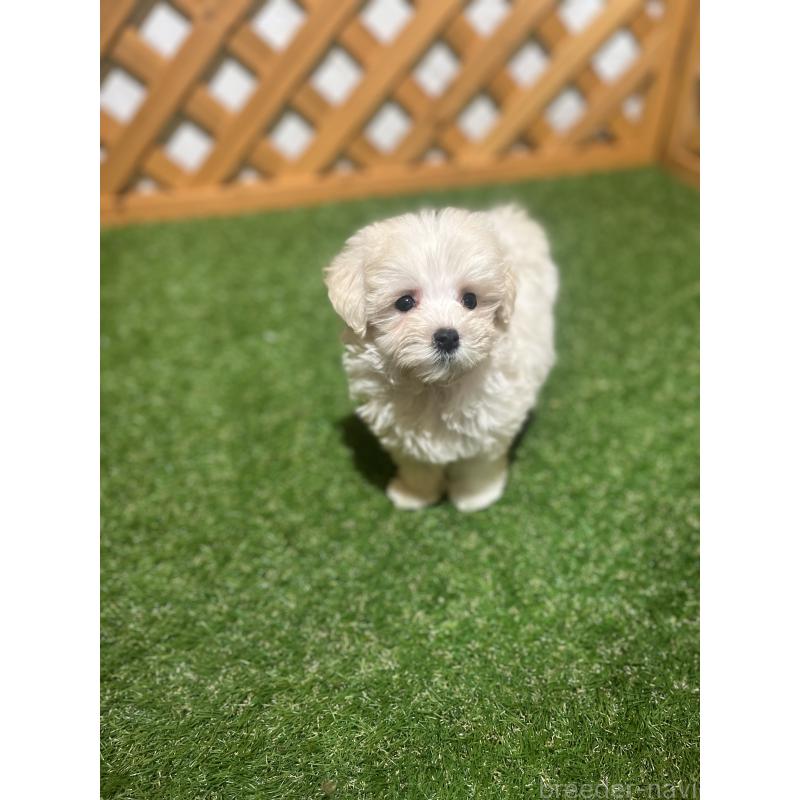 販売中の沖縄県のミックス犬-430596の3枚目