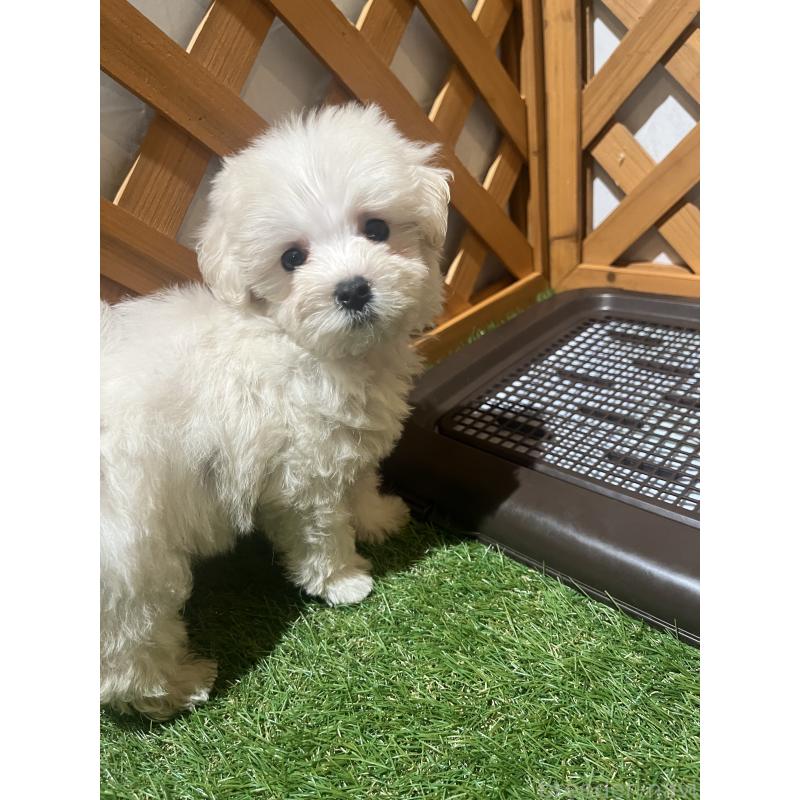 販売中の沖縄県のミックス犬-430596の2枚目