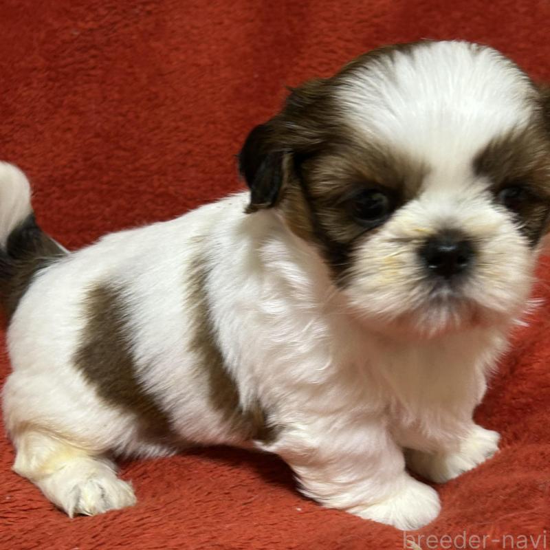 販売中の石川県のシーズー-430597の6枚目