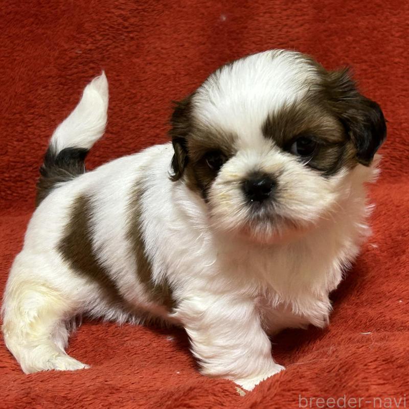 販売中の石川県のシーズー-430597の5枚目