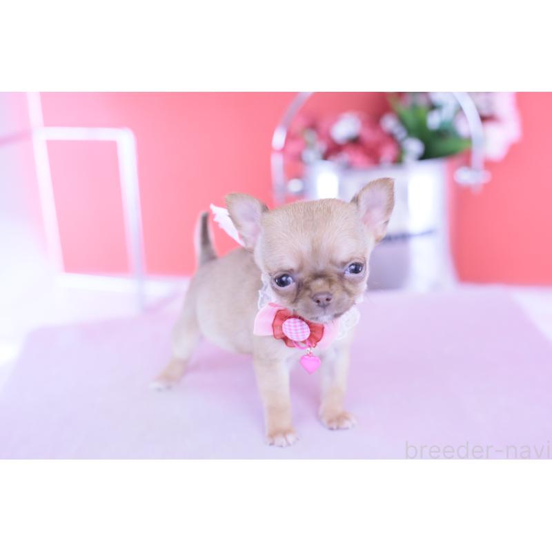 商談中の愛知県のチワワ(スムースコート)-428197の12枚目