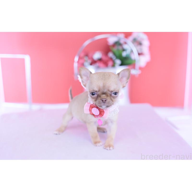 商談中の愛知県のチワワ(スムースコート)-428197の8枚目