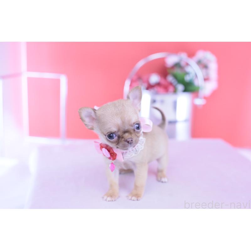 商談中の愛知県のチワワ(スムースコート)-428197の7枚目