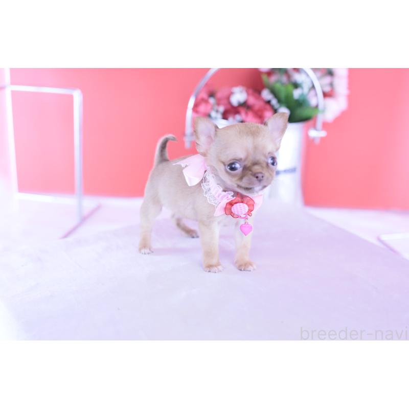 商談中の愛知県のチワワ(スムースコート)-428197の4枚目