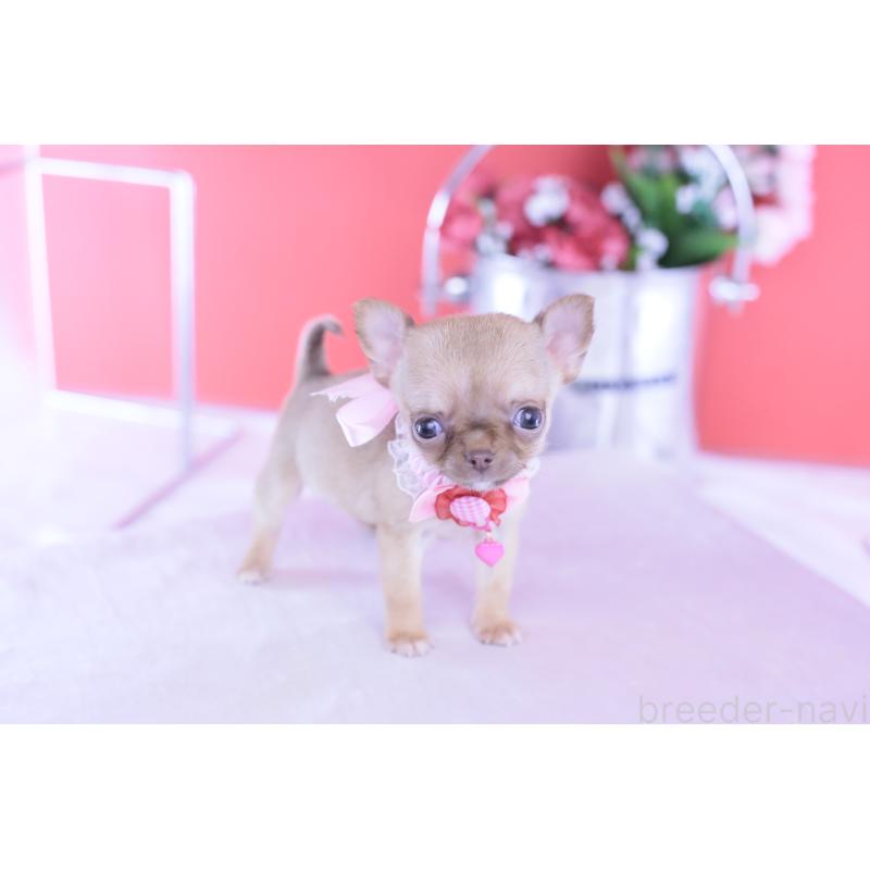 商談中の愛知県のチワワ(スムースコート)-428197の3枚目