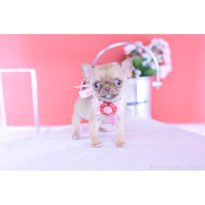 商談中の愛知県のチワワ(スムースコート)-428197の2枚目