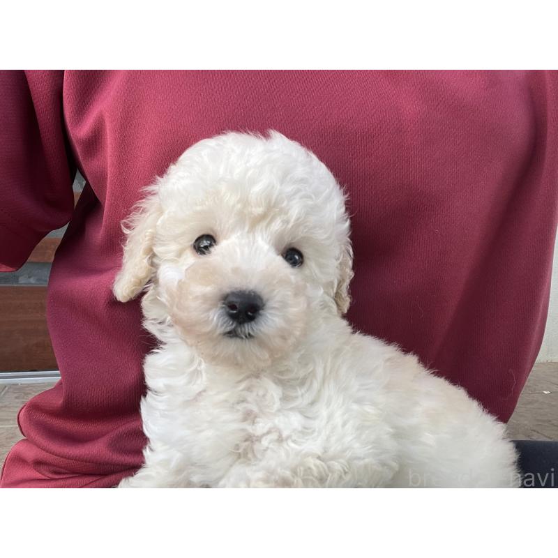 販売中の沖縄県のトイプードル-430598の4枚目