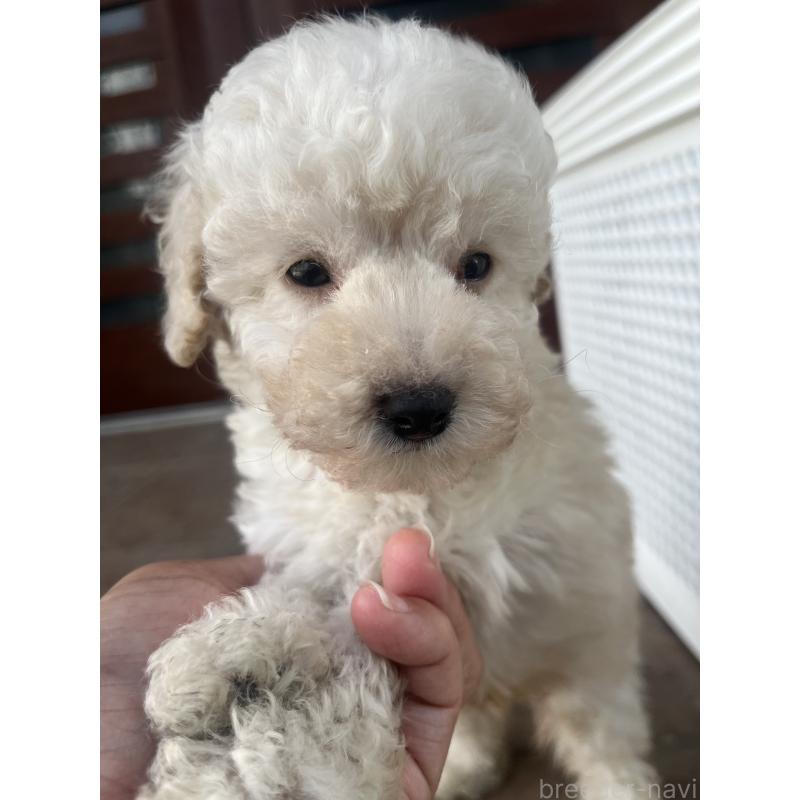 販売中の沖縄県のトイプードル-430598の3枚目