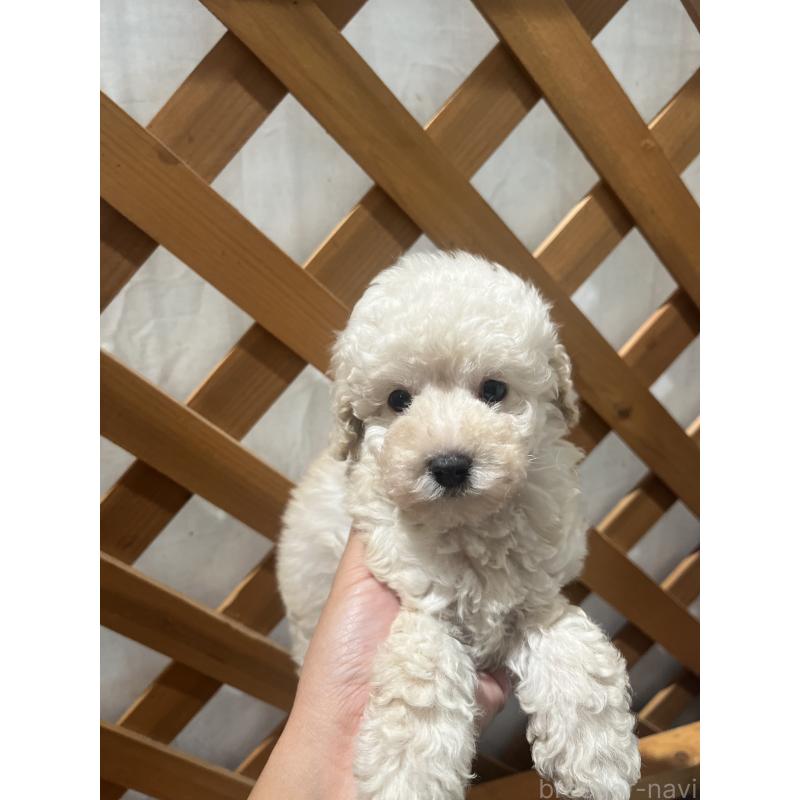 販売中の沖縄県のトイプードル-430598の2枚目