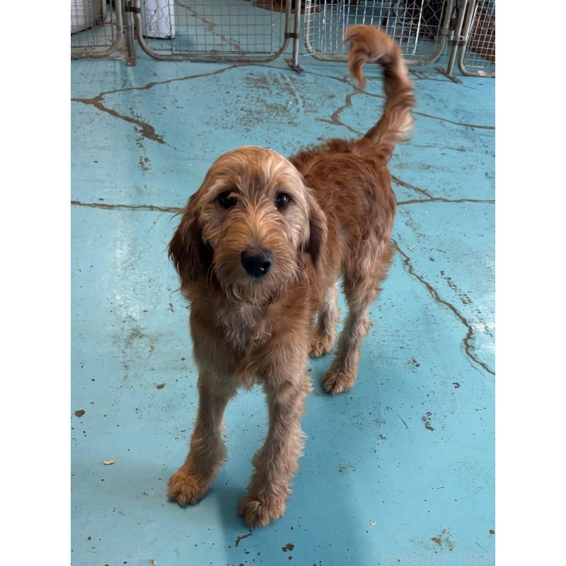 販売中の茨城県のゴールデンドゥードル:ゴールデンレトリーバー×プードル-399496