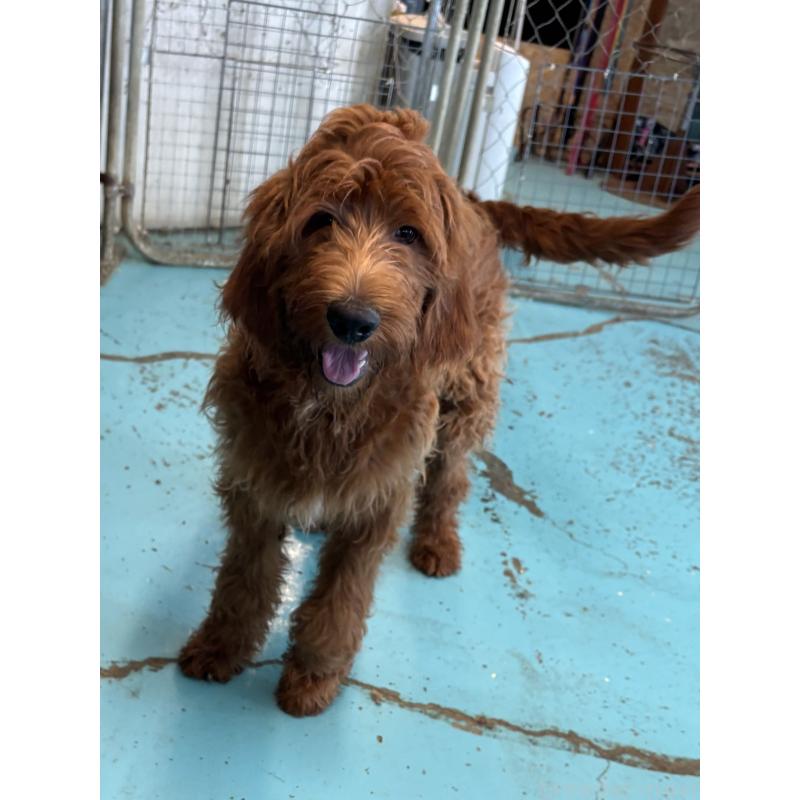 販売中の茨城県のゴールデンドゥードル:ゴールデンレトリーバー×プードル-399504