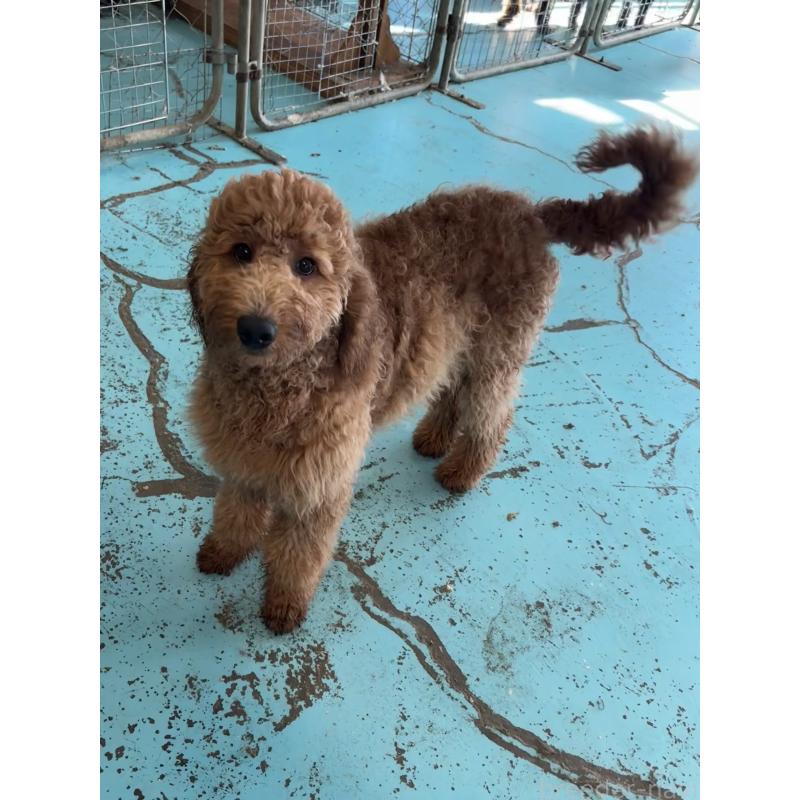 販売中の茨城県のゴールデンドゥードル:ゴールデンレトリーバー×プードル-399497