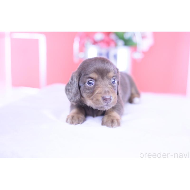 販売中の愛知県のカニンヘンダックスフンド(ロングヘアード)-430599の15枚目