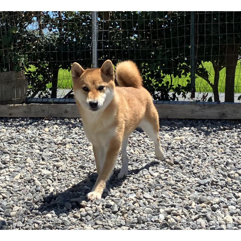 更紗ちゃん1枚目