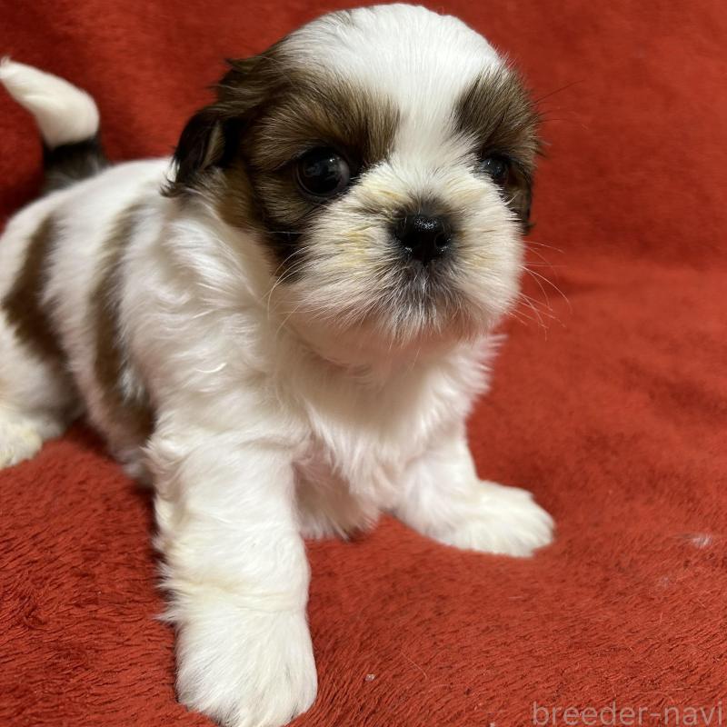 販売中の石川県のシーズー-430597の4枚目