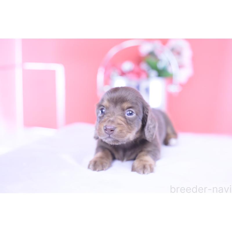 販売中の愛知県のカニンヘンダックスフンド(ロングヘアード)-430599の13枚目