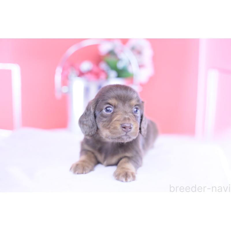 販売中の愛知県のカニンヘンダックスフンド(ロングヘアード)-430599の12枚目