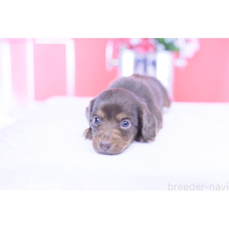 販売中の愛知県のカニンヘンダックスフンド(ロングヘアード)-430599の10枚目