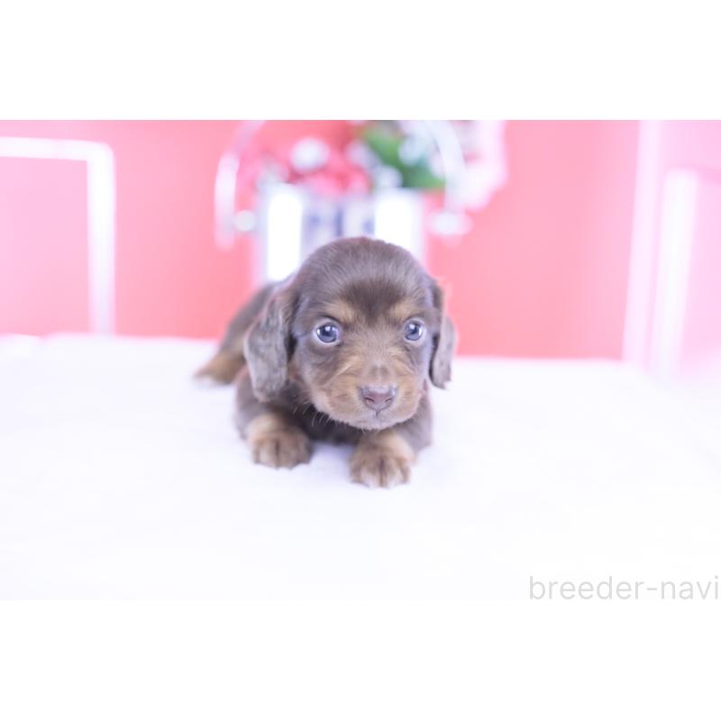 販売中の愛知県のカニンヘンダックスフンド(ロングヘアード)-430599の8枚目