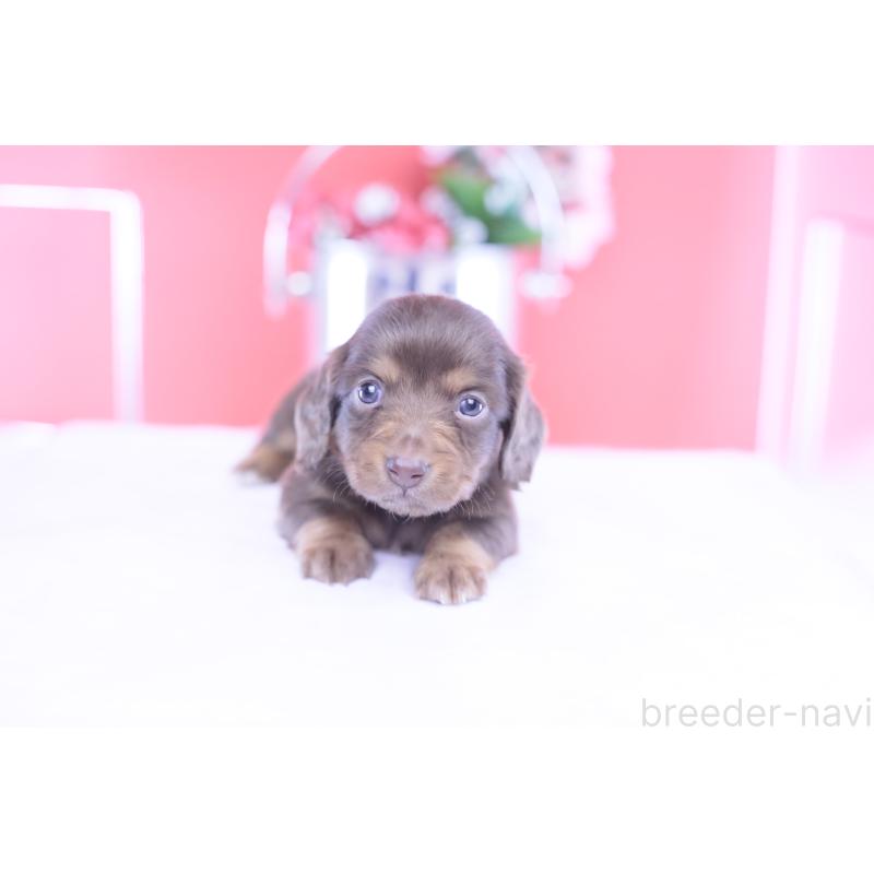 販売中の愛知県のカニンヘンダックスフンド(ロングヘアード)-430599の7枚目