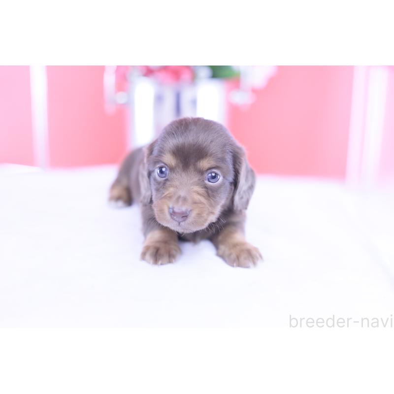 販売中の愛知県のカニンヘンダックスフンド(ロングヘアード)-430599の5枚目