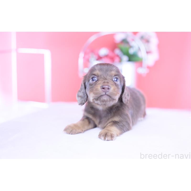 販売中の愛知県のカニンヘンダックスフンド(ロングヘアード)-430599の3枚目