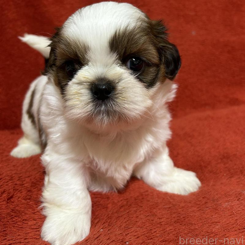 販売中の石川県のシーズー-430597の1枚目