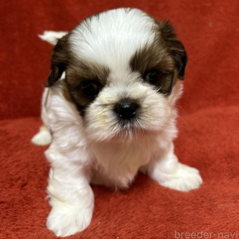 販売中の石川県のシーズー-430597の3枚目