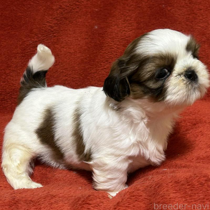 販売中の石川県のシーズー-430597の2枚目