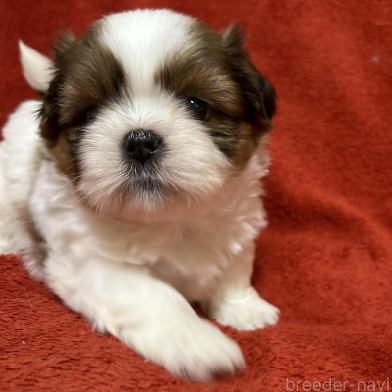 販売中の石川県のシーズー-430600の6枚目