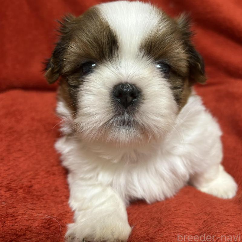 販売中の石川県のシーズー-430600の5枚目