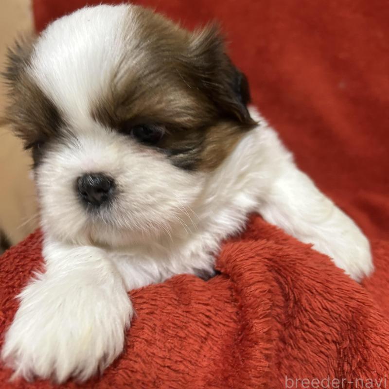 販売中の石川県のシーズー-430600の4枚目