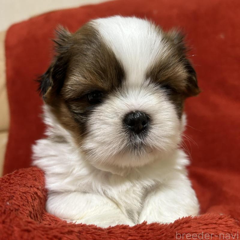 販売中の石川県のシーズー-430600の3枚目