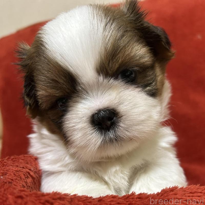 販売中の石川県のシーズー-430600の2枚目