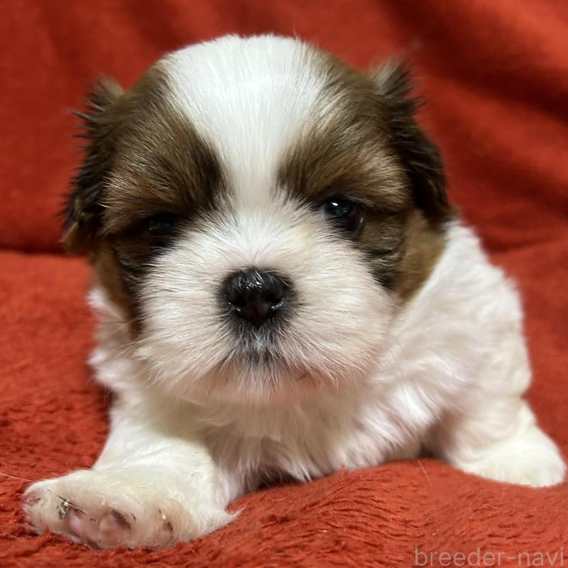 販売中の石川県のシーズー-430600