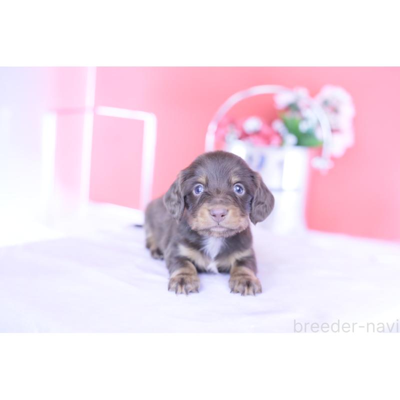 販売中の愛知県のカニンヘンダックスフンド(ロングヘアード)-430602の15枚目