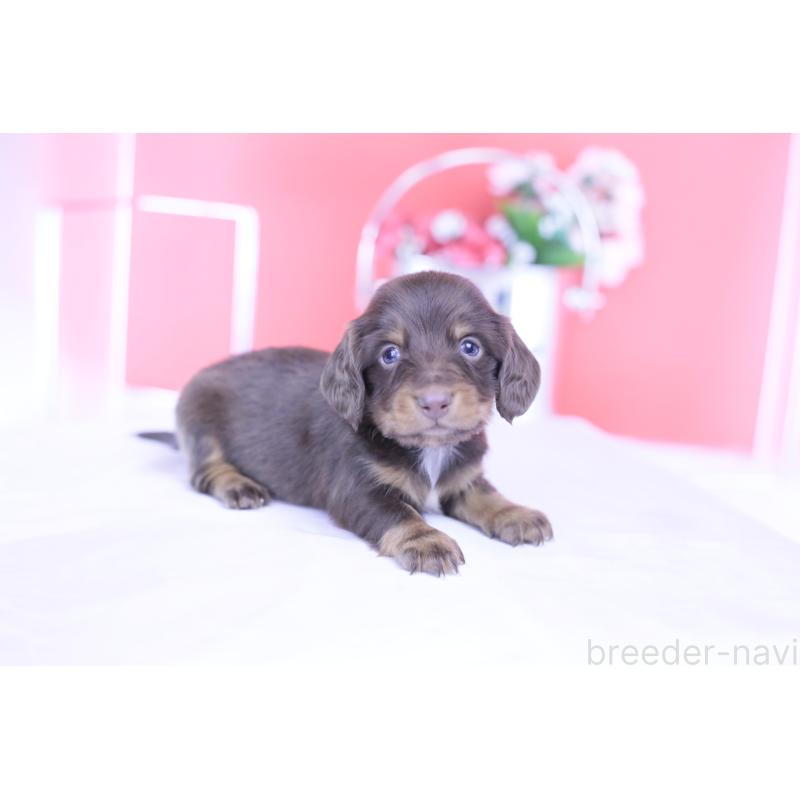 販売中の愛知県のカニンヘンダックスフンド(ロングヘアード)-430602の14枚目