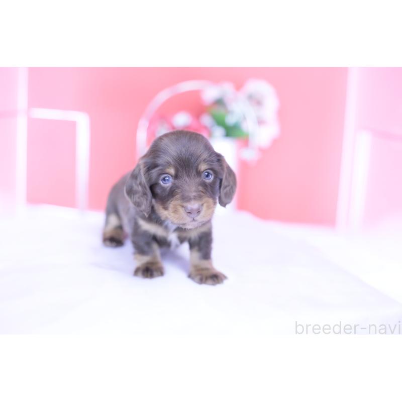 販売中の愛知県のカニンヘンダックスフンド(ロングヘアード)-430602の13枚目