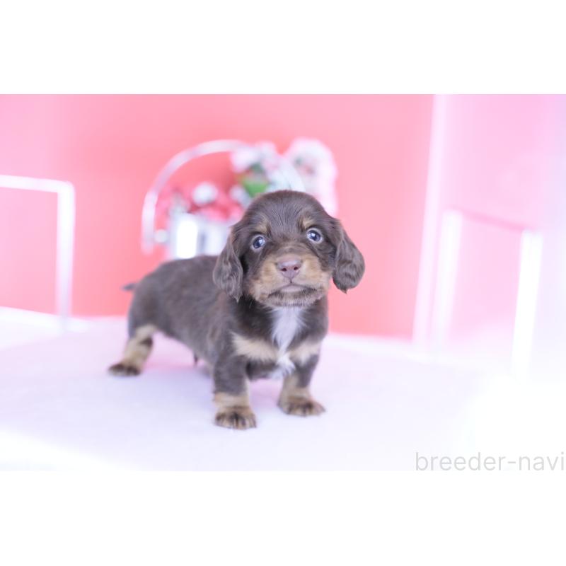 販売中の愛知県のカニンヘンダックスフンド(ロングヘアード)-430602の12枚目