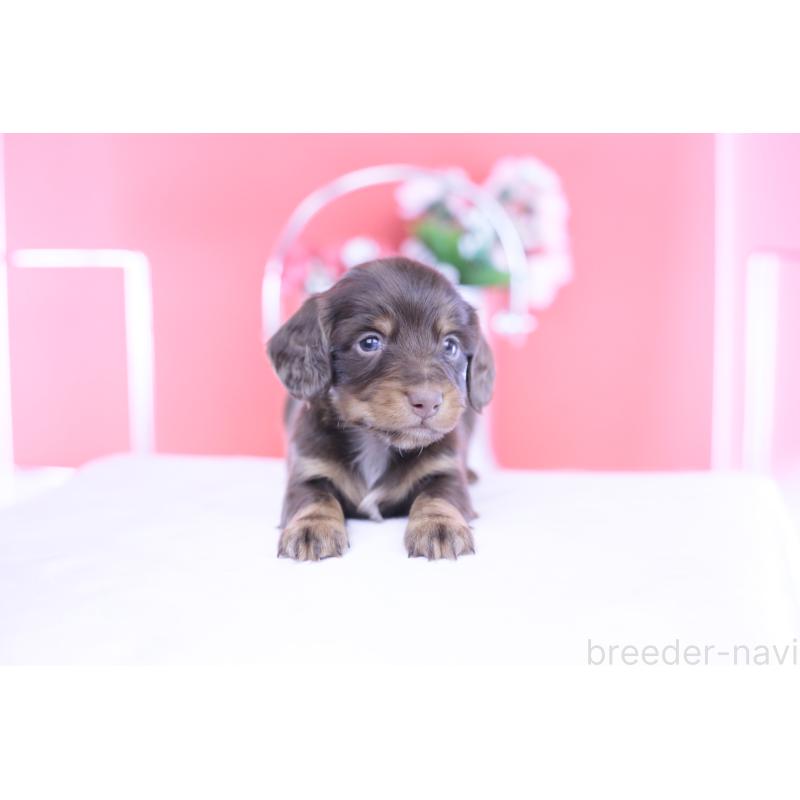 販売中の愛知県のカニンヘンダックスフンド(ロングヘアード)-430602の8枚目