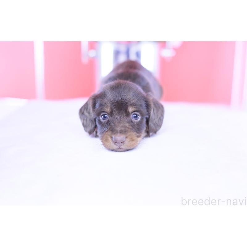 販売中の愛知県のカニンヘンダックスフンド(ロングヘアード)-430602の7枚目