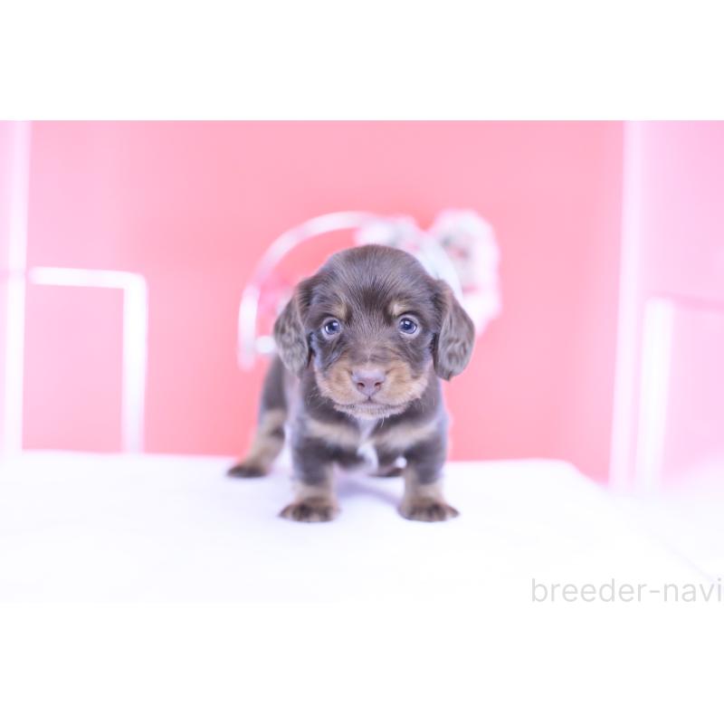 販売中の愛知県のカニンヘンダックスフンド(ロングヘアード)-430602の5枚目