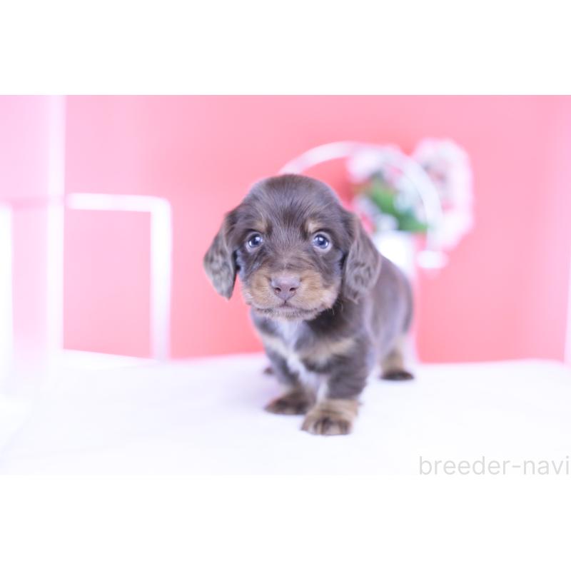 販売中の愛知県のカニンヘンダックスフンド(ロングヘアード)-430602の4枚目