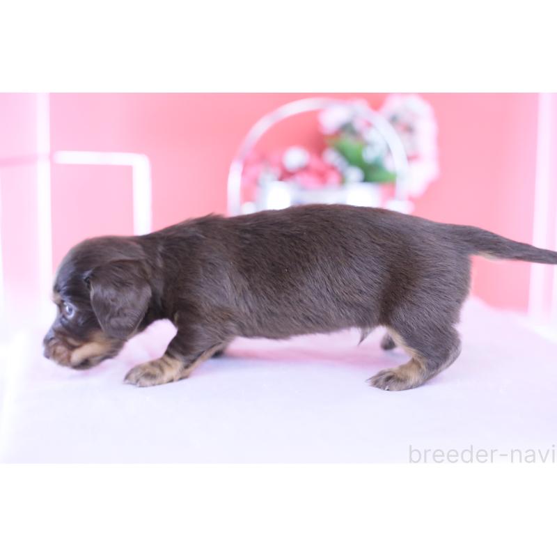 販売中の愛知県のカニンヘンダックスフンド(ロングヘアード)-430602の3枚目