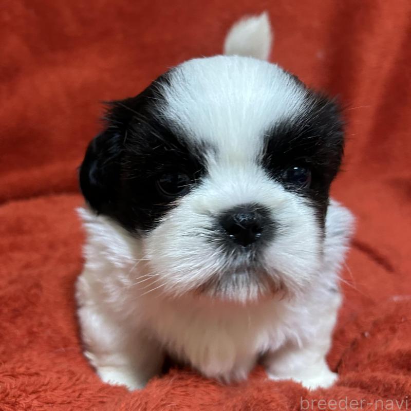 販売中の石川県のシーズー-430603の6枚目